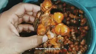 How India Exports Turmeric to the World | The Real Story Nobody Explains &ldquo;Only 15% Gets Exported
