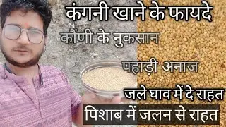 कंगनी खाने के नुकसान। कौंणी और कंगनी खाने के फायदे। कौंणी। foxtail millet। uttarakhandi millet food