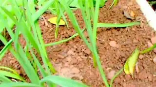 Alho no seu estado natural (Allium sativum)