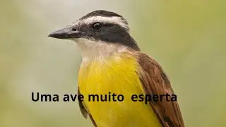 Vejam como essa ave é  innccrrivelll