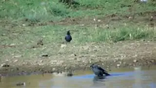 Grajilla occidental (Corvus monedula)
