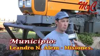 Poda fuerte en té