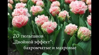 20 тюльпанов 