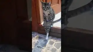 The Best of Cats Acting Like Humans!