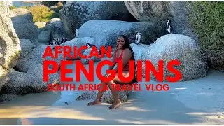 This Beach Has Penguins?! 🇿🇦 | SOUTH AFRICA TRAVEL VLOG