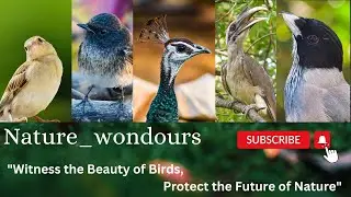 Peace Begins with Nature #birds #nature #wildlife #photography
