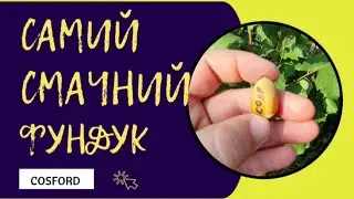 🌳🏴󠁧󠁢󠁥󠁮󠁧󠁿 Фундук Смачний,Солоденький,тонкокорий))) 2024