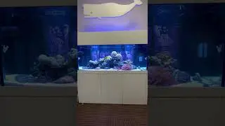 DO WHAT YOU LOVE!! #shorts #passion #saltwater #reef #aquarium #coral #fish #hobby #work #justdoit
