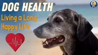 12 Keys to Helping My Dogs Live a Long and Happy Life #62