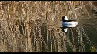 Bufflead Male Duck swimming and diving in fresh water