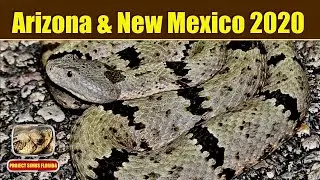 Herps of Arizona & New Mexico 2020