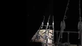 Age One Carpsounder Night Run 🔥🔥🖤❤️ #fishinggear #fishing #fishingvideo #fishingtackle