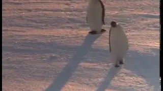 Penguin PonyPunch from South Africa Walking Around
