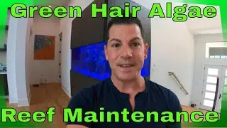 How to Remove Green Hair Algae in a Mixed Reef Tank