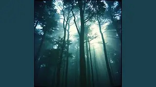 The Way the Light Falls
