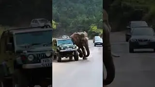 Elephant takes the road! Jeep in a standoff. Who wins? 🐘🚙 #Wildlife #Nature