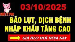 Gi&aacute; heo hơi h&ocirc;m nay 03/10/2025 | B&Atilde;O LỤT, DỊCH BỆNH, NHẤP KHẨU | md12pig #giaheohoihomnay #giaheohoi