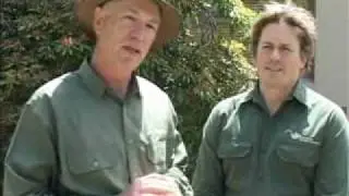 How Termite Dusting Works in Melbourne Homes