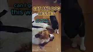 Cat Uses Oldest Trick in the Book to Earn Dog's Trust