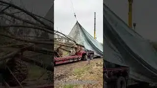 Genius Tree Transport Hack Using Crane & Tarps | Low-Cost Logistics Solution