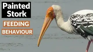 Painted Stork Feeding Behavior | Mycteria leucocephala