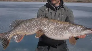 Ice Fishing for giant Northern Pike on Lake Diefenbaker Saskatchewan
