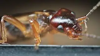 Forficula auricularia, the common earwig cleaning itself (4K)