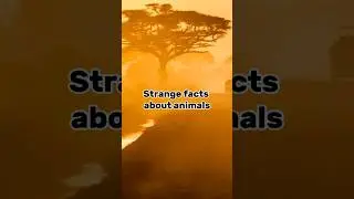 Curious facts about animals #shorts #facts #curiosity #animals