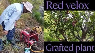 8 June 2025# red velox Apple #colour or size🍎🍎 Himachal Pradesh