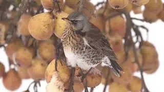 Fieldfares from on hanging fruit 🔴