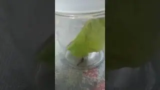 Earwig pet