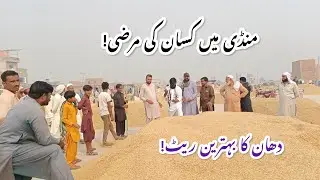 Paddy Market Update | High Demand & Low Supply Boost 1509 Rates in Pakpattan Grain Market!