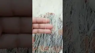 New Primitive Technology FISH TRAP with Fishing SR #short