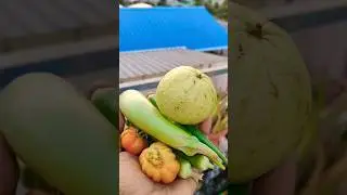 പഴുത്ത പേരയ്ക്ക ഇഷ്ടം 🥰🥰 #garden #shorts #gardening #trendingshorts