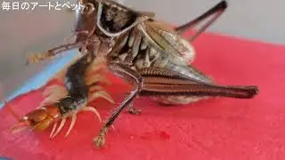 Boxing   Centipede VS Scorpion VS mantis Best match in 2021.ムカデ、サソリ、クリケット、カマキリ、ウナギ、今年の最も素晴らしい動物。