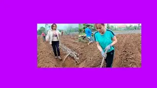 Sugarcane growing process, @ rural life
