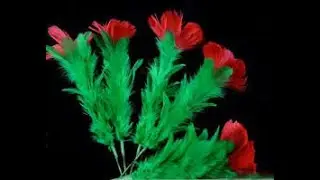Flower Magic #viralvideo #themagician #youtubevideo #magician #magictricksvideos #flowermagic