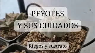 LOPHOPHORA WILLIAMSII | CUIDADOS EN PRIMAVERA | PEYOTE