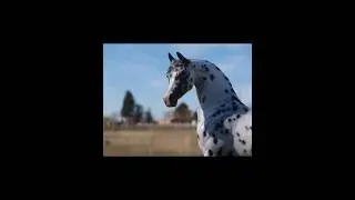 Peter Stone Ooak Arabian Stallion - Sabre Dance Arabian horse videos