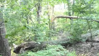 Storm Damage at Monticello Park, June 29, 2012