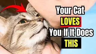 7 секретных жестов, которые показывают, что ваша кошка действительно любит вас