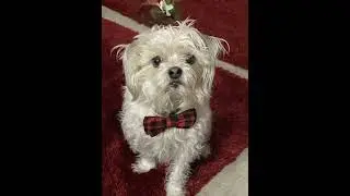 Chico is checking us out for sweaters and Halloween costumes.