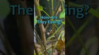 These Spiders Are Thriving In My Closed Ecosystem