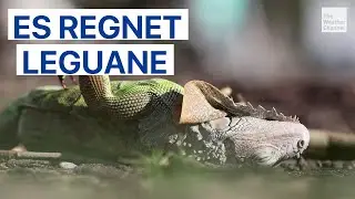 K&auml;lterekord im Sunshine State: Florida bibbert