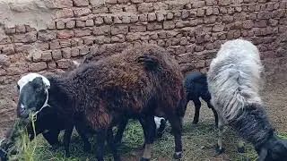 سبب تأخري عليكم في تنزيل الفيديوهات