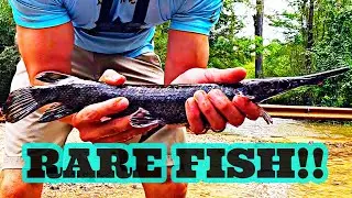 BFS ADVENTURE (RARE FISH MELANISTIC GAR!!!)