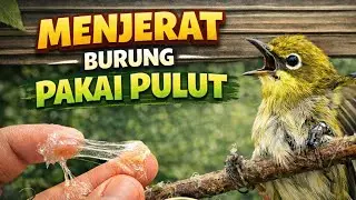 Pasang pulut di tempat ini memang  gacorr!!!!!! 🔥🔥#trending #burung #viralindonesia 