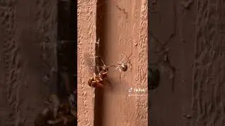 SPIDER VS HUGE RED WASP