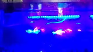 radium fish 🐠🎏