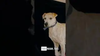 Funny Dog Joke: A Seeing Eye Dog Twist